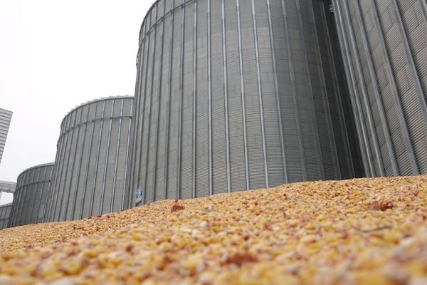За прогнозами експорт української пшениці цього року повинен зрости